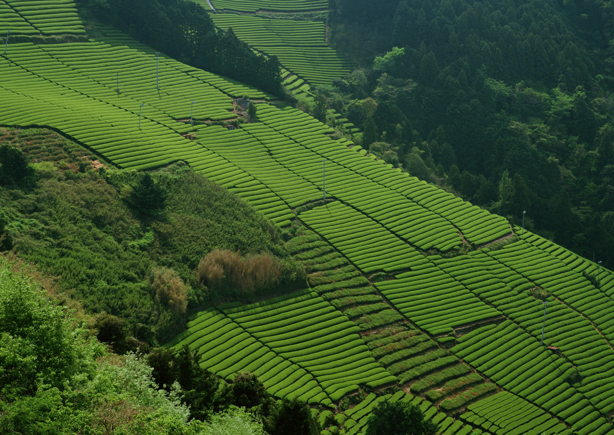 the-huangshan-maofeng-tea-farm-huangshan-maofeng-tea-photos-easy