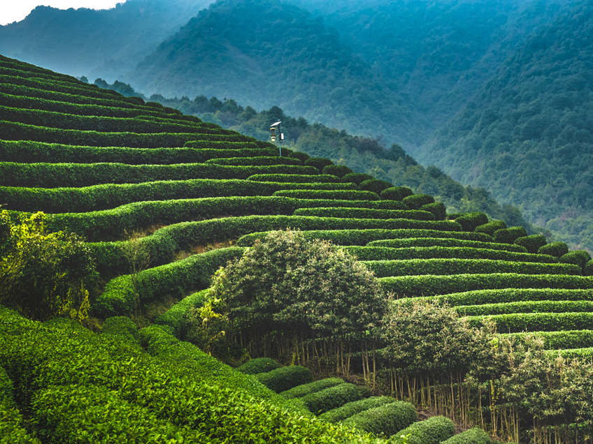 Tea Farms in China