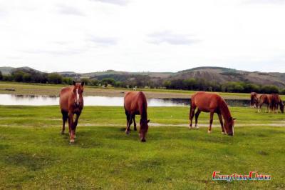 Horses at Gegentala Grassland Tourist Area Hohhot Inner Mongolia