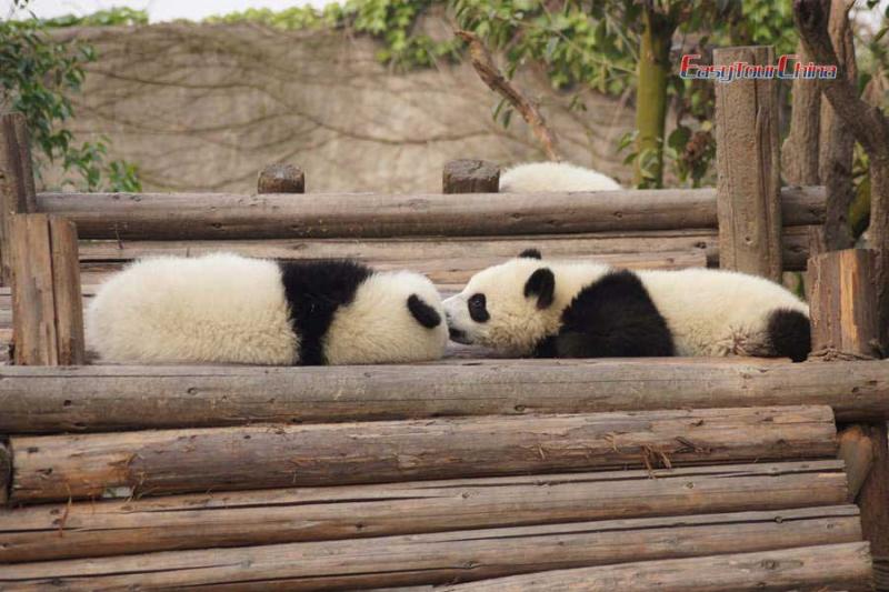 Two pandas are kissing