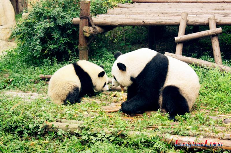 Pandas at Chengdu Research Center of Giant Panda Breeding