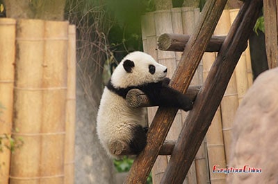 Giant Panda in Chengdu