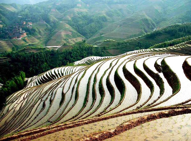 Freshly Sowing,longsheng Jinkeng Rice Terraces Travel Photos,images 