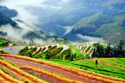 Longsheng Longji Rice Terraces Fields