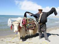 yak and tibetan people