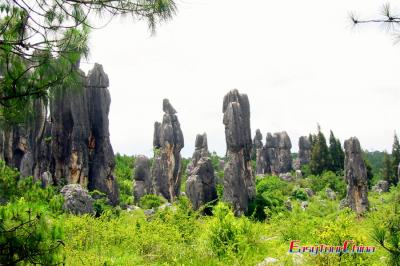On Kunming tour package, visit Stone Forest