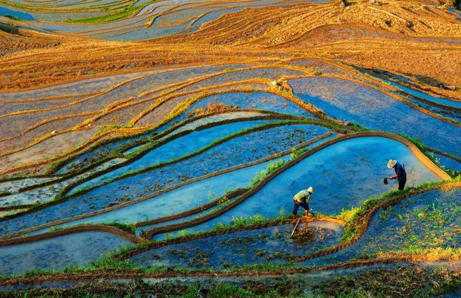 Yunhe Rice Terraces in China