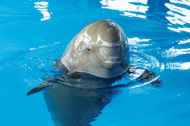 chinese-river-dolphin-wildlife-at-yangtze-drainage-area-yangtze-river