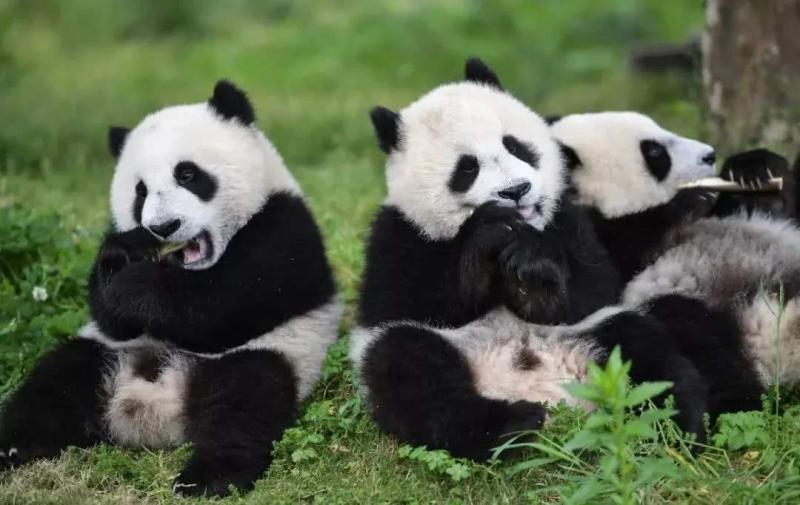 Wolong Panda Reserve