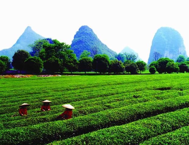 yaoshan tea plantation